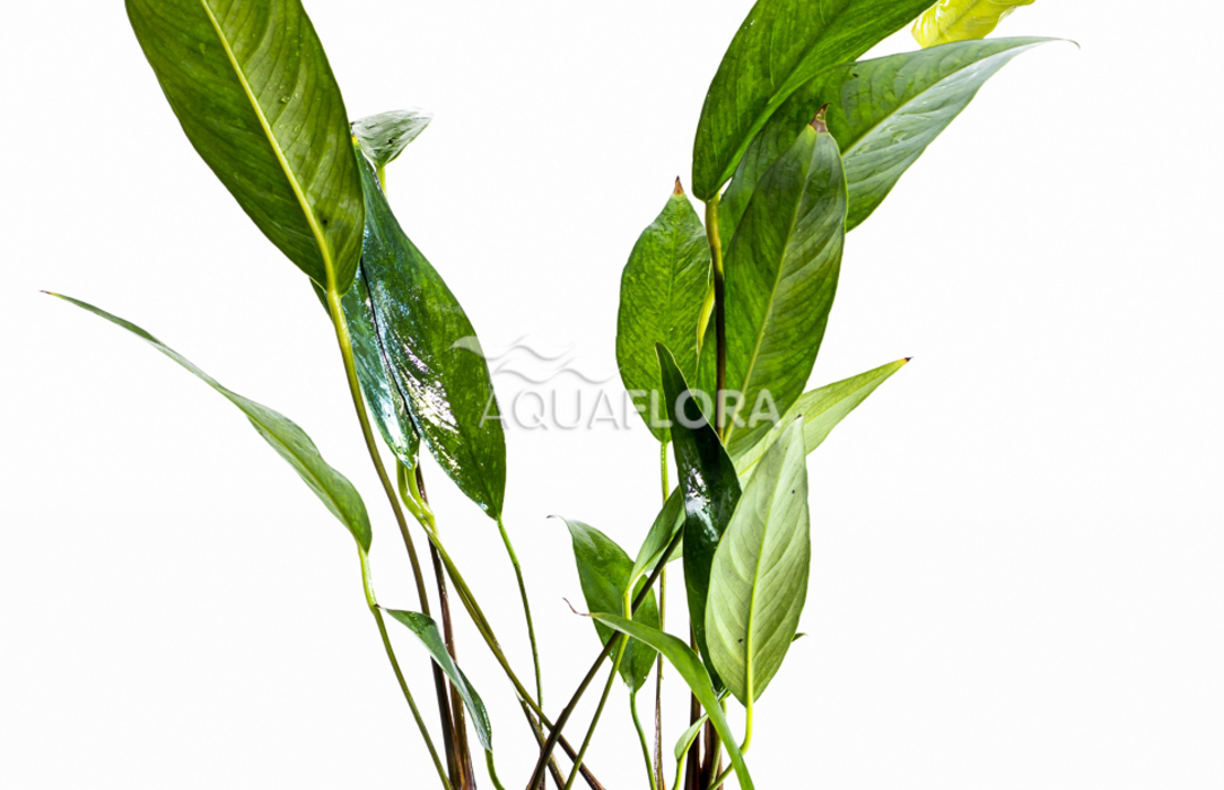 Anubias Lanceolata - Pe