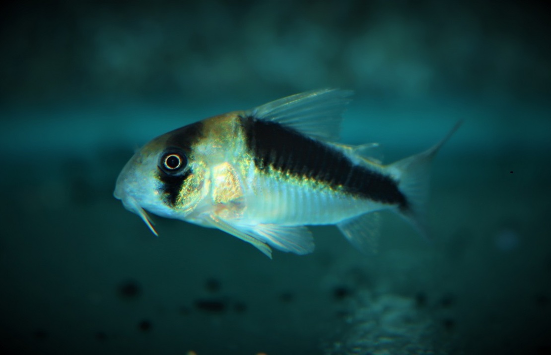 Pantsermeerval Cw106