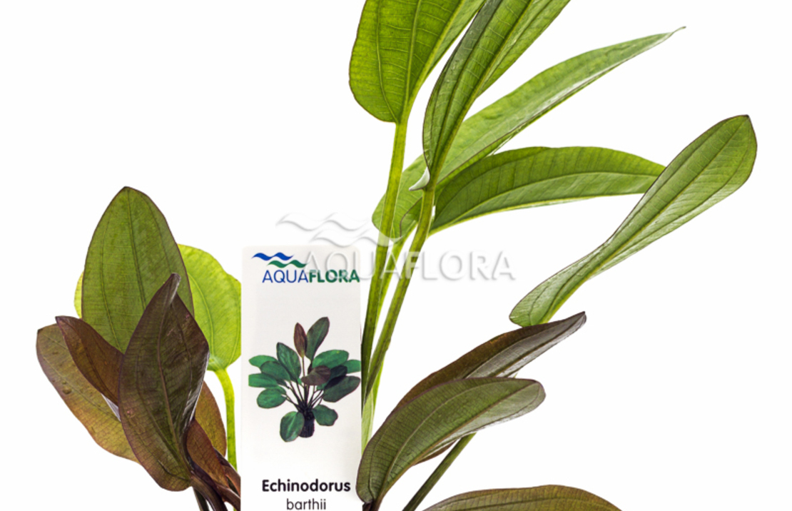 Echinodorus X Barthii - Pe