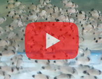 Panda Pantsermeerval