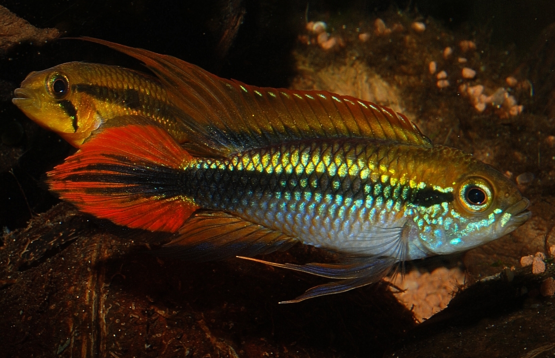 Gele Dwergcichlide Dubbel Rood