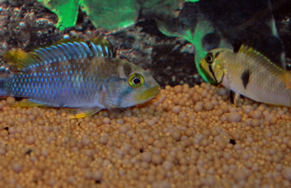 CichlidÉ Nain Panduro