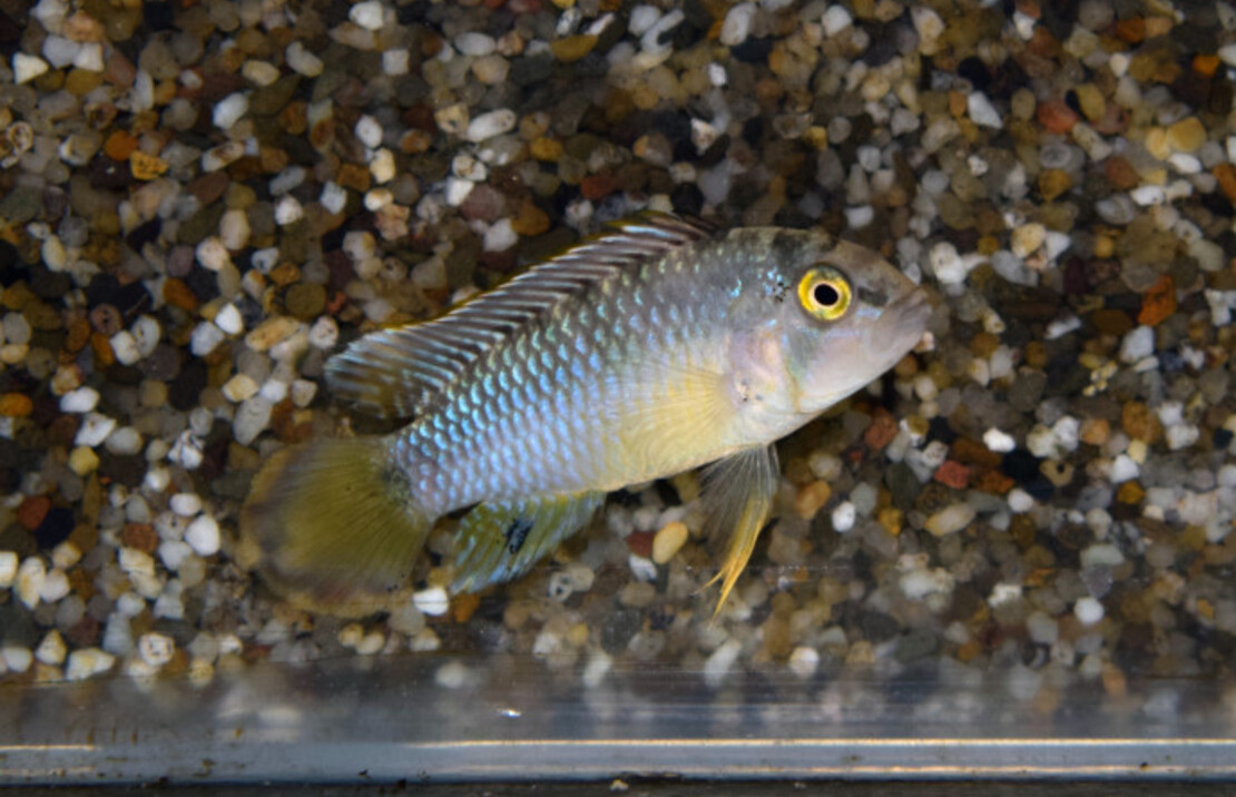 CichlidÉ Nain Panda