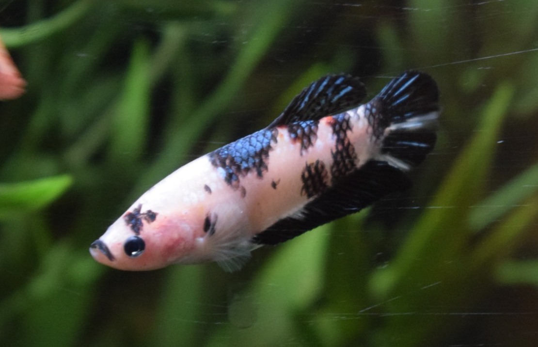 Combattant King (femelle)