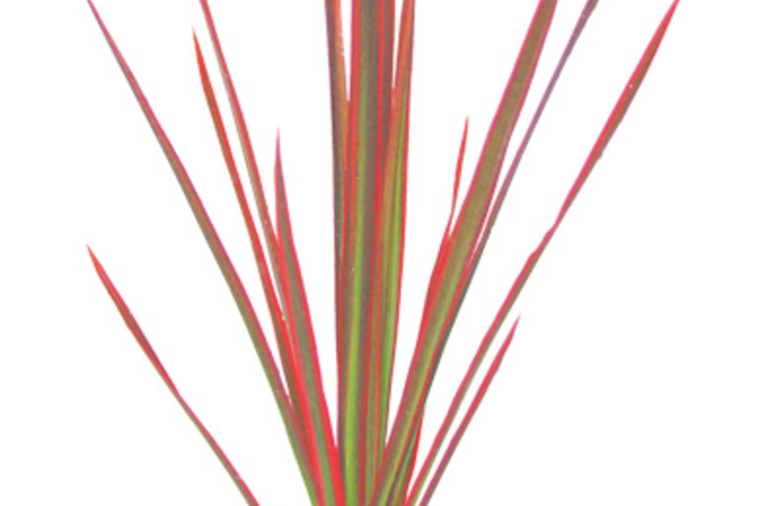 Dracaena 'colorama' - Pt