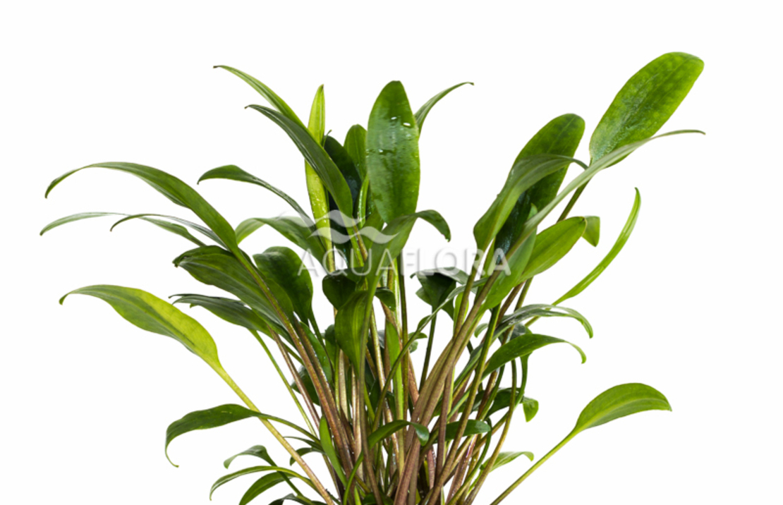 Cryptocoryne X Willisii 'lucens' - Pe