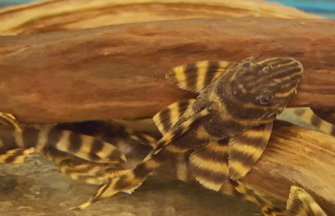 L398 Tanke Tiger Pleco