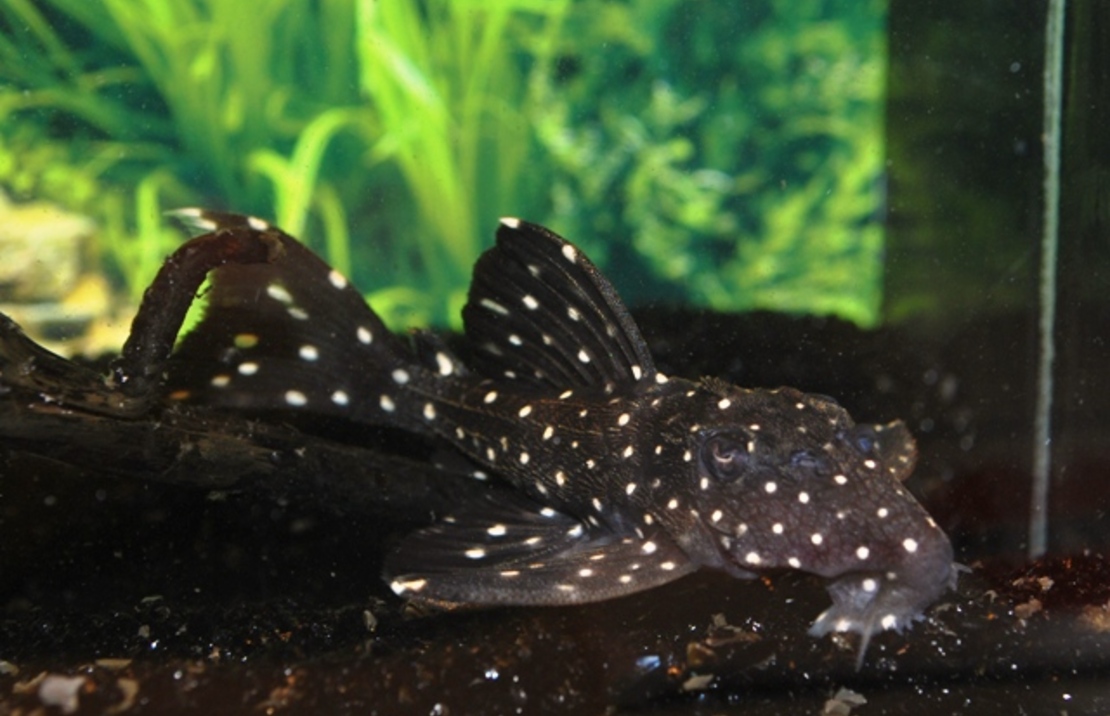 L240 Galaxias Pleco