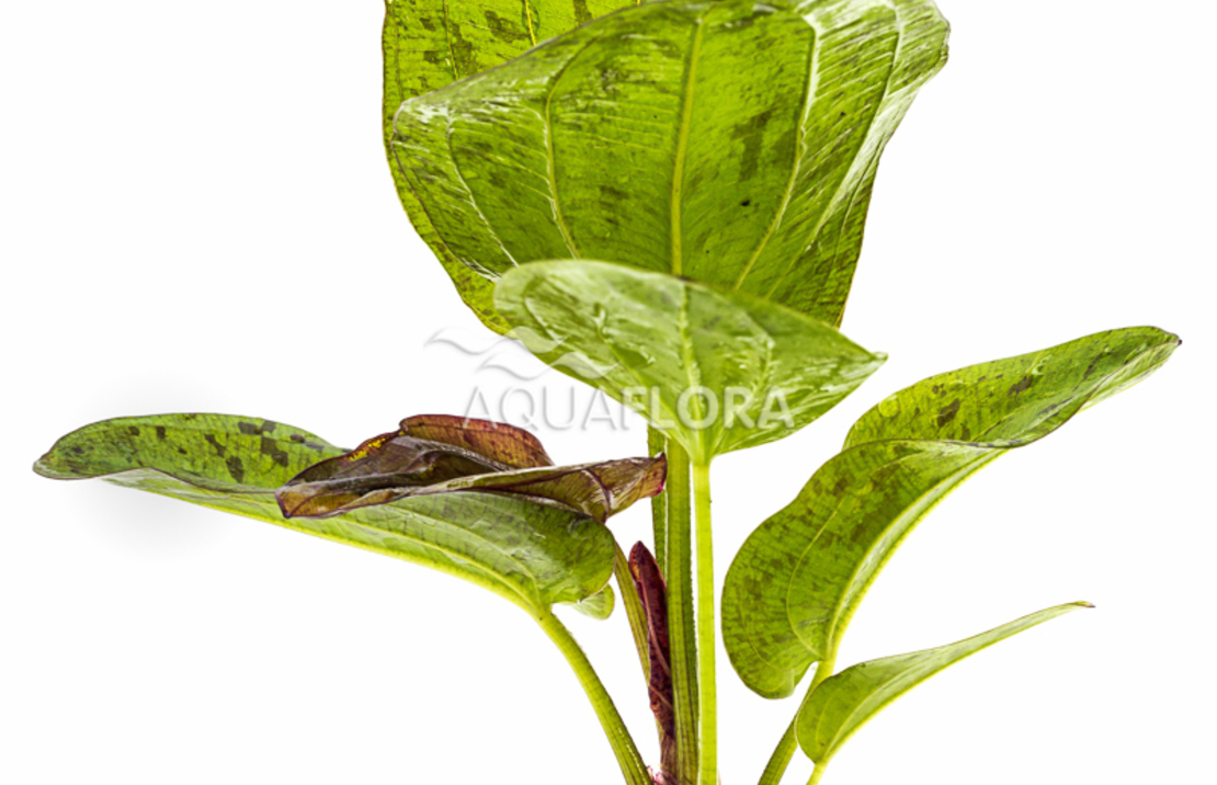 Echinodorus 'paul Kloecker' - Pe