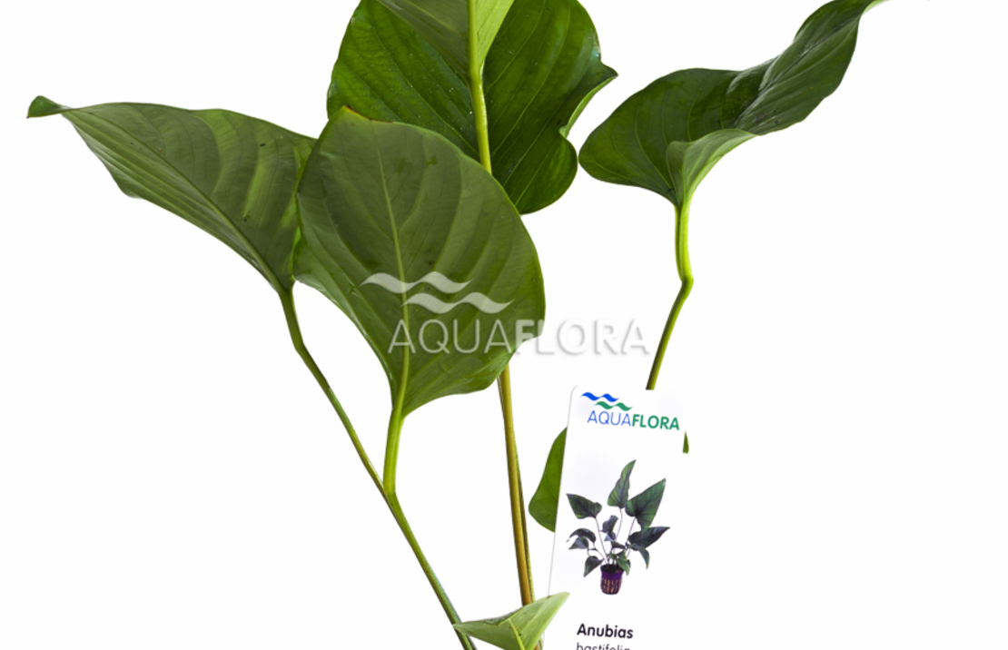 Anubias Hastifolia - Pe