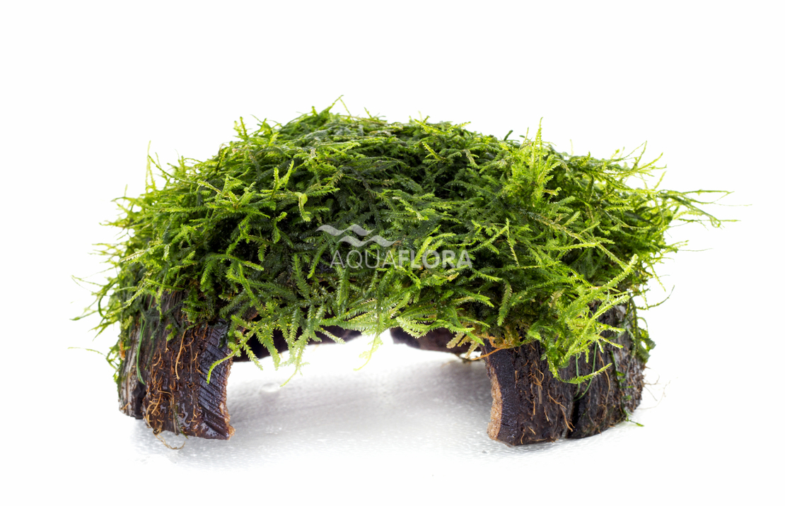 Vesicularia Cocosgrot - Cb