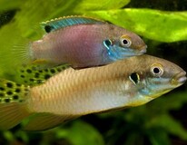 Dwergcichlide Lucanusi