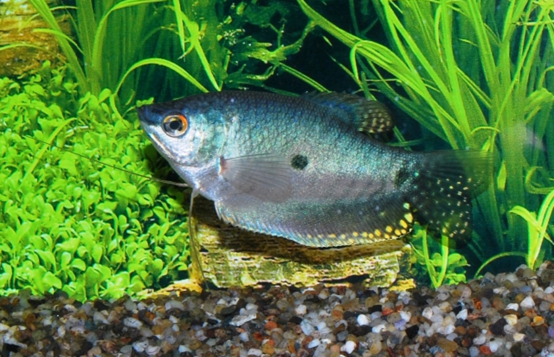Gourami Bleu