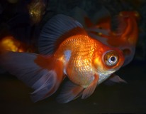 Fantail Butterfly Mix