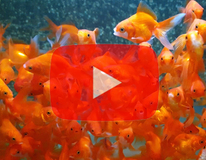 Voile De Chine Rouge