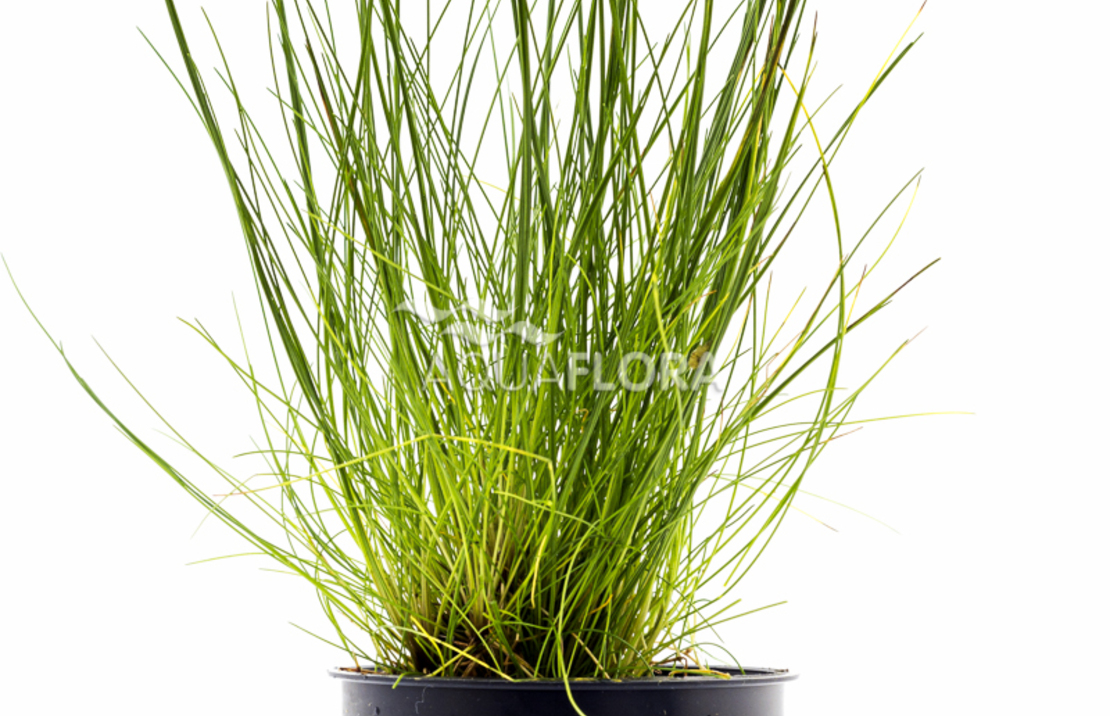 Eleocharis Acicularis - Pe