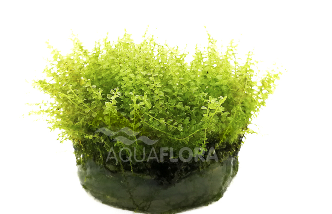 Plagiomnium Affine - In Vitro Cup