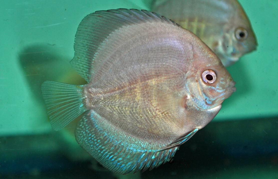 Discus Blanc Sparkling