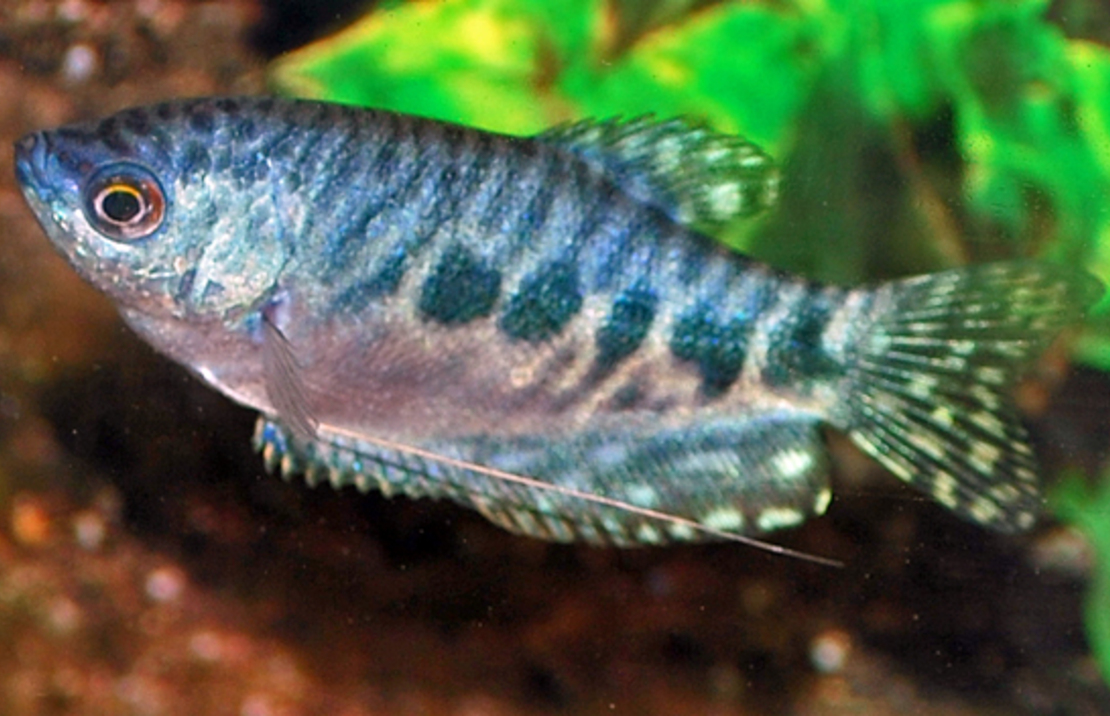 Gourami MarbrÉ