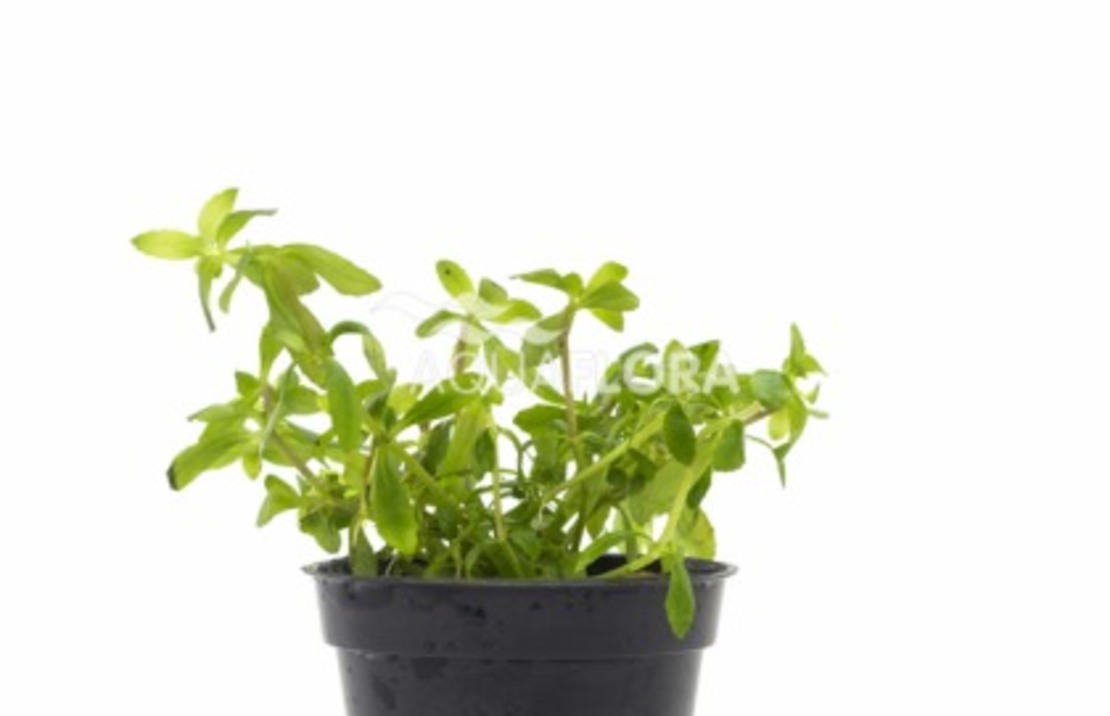 Limnophila Sp. 'vietnam' - Pe