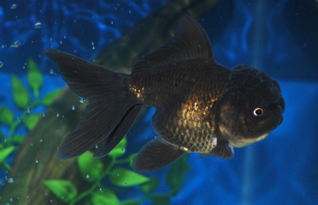 Sluier Leeuwenkop Zwart