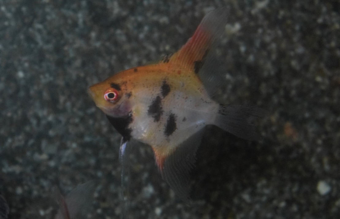 Scalaire Panda Goldhead