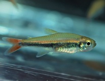 Hyphessobrycon Loretoensis.