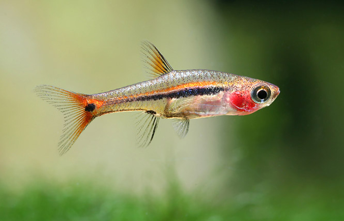 Rasbora Nain Urophthalmoides