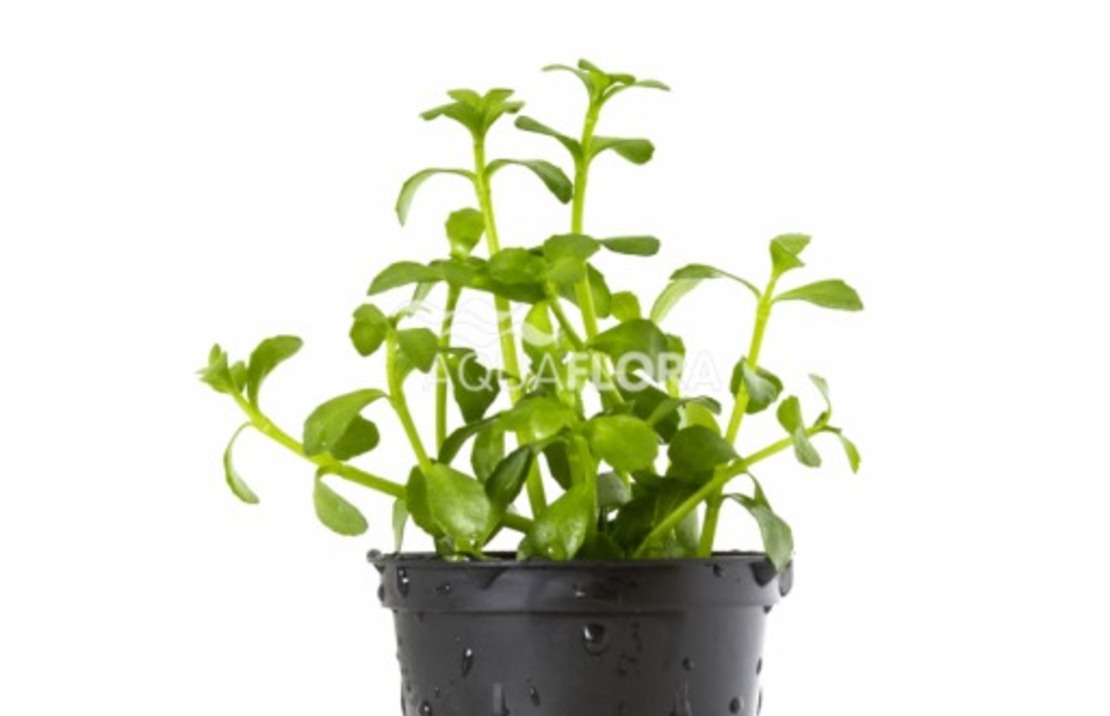 Bacopa Crenata (monnieri) - Pe