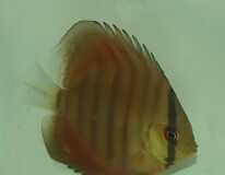 Discus Aeq. Rouge