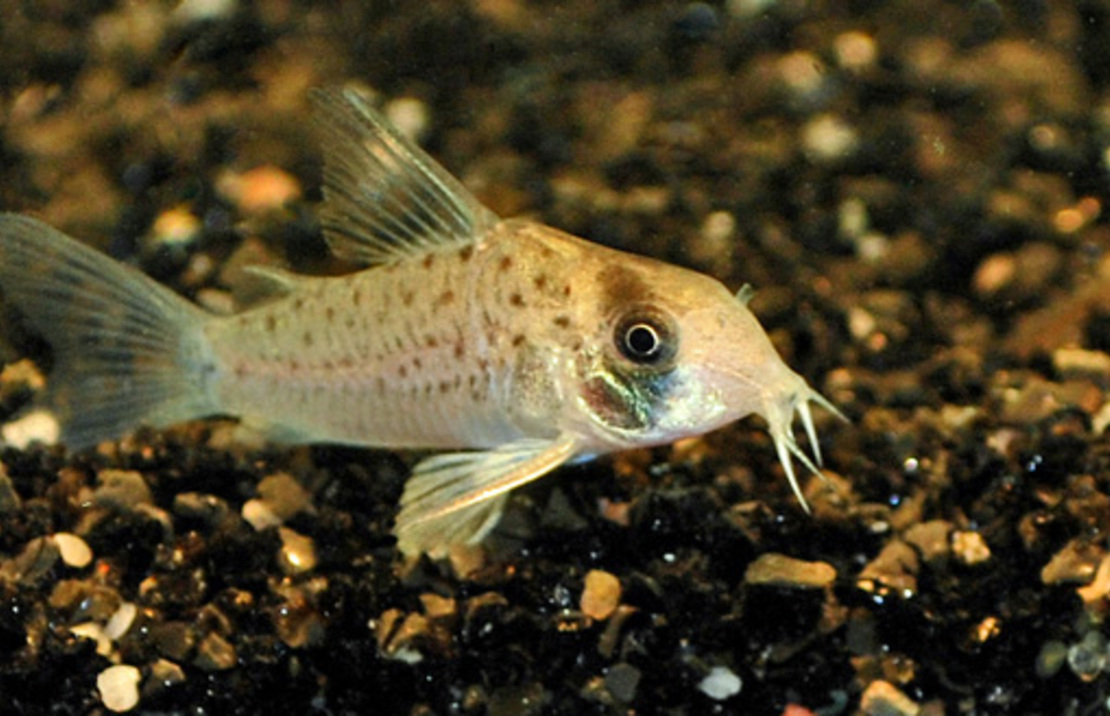 Corydoras Atropersonatus