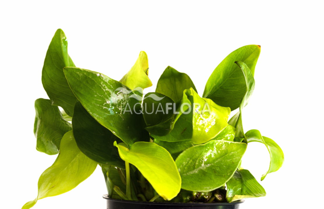 Anubias Barteri Var. Nana 'golden' - Pe
