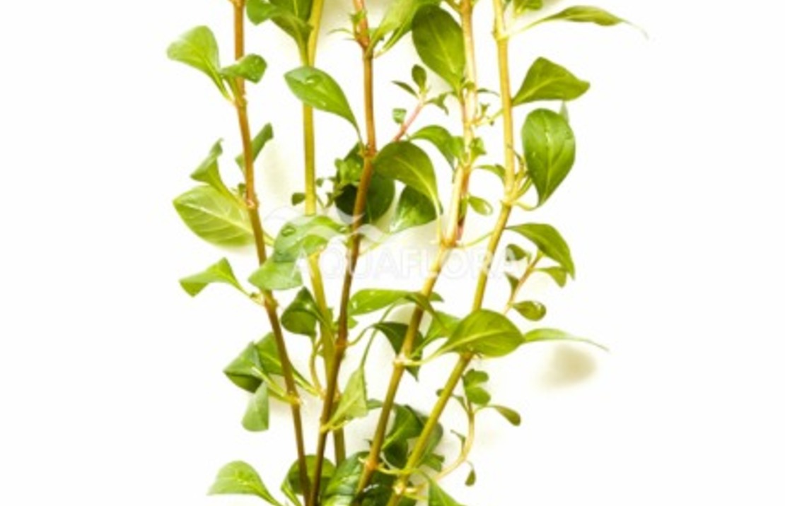 Ludwigia Mullertii - Ba