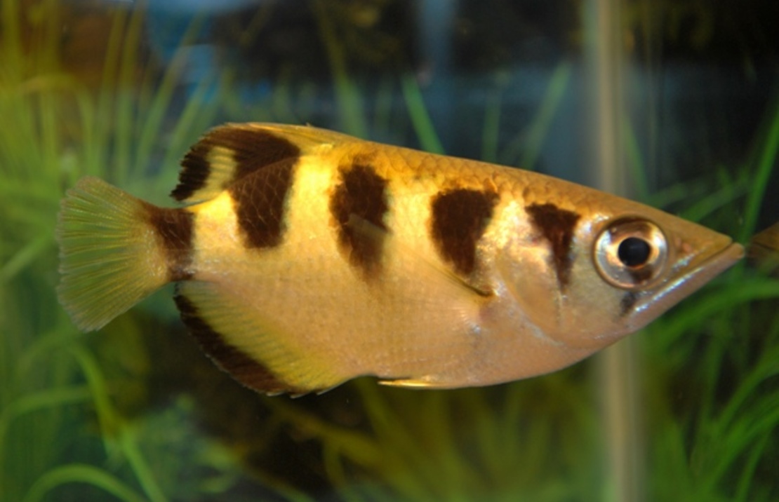 Banded Archerfish