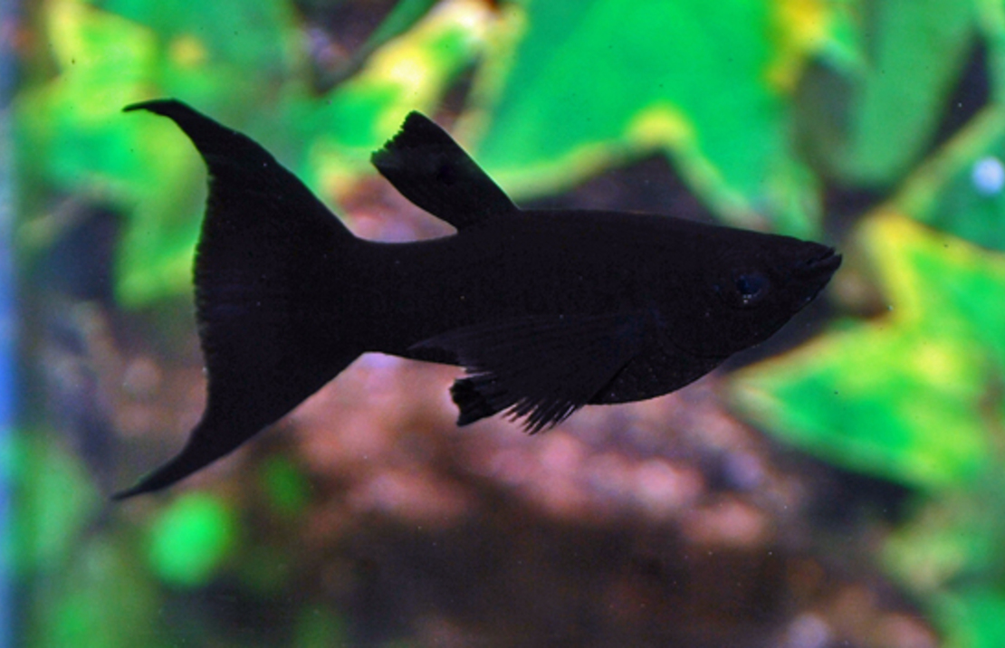 Black Molly Sluier