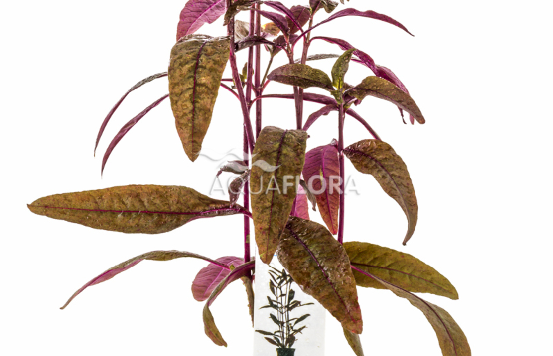 Alternanthera Sessilis - Pe