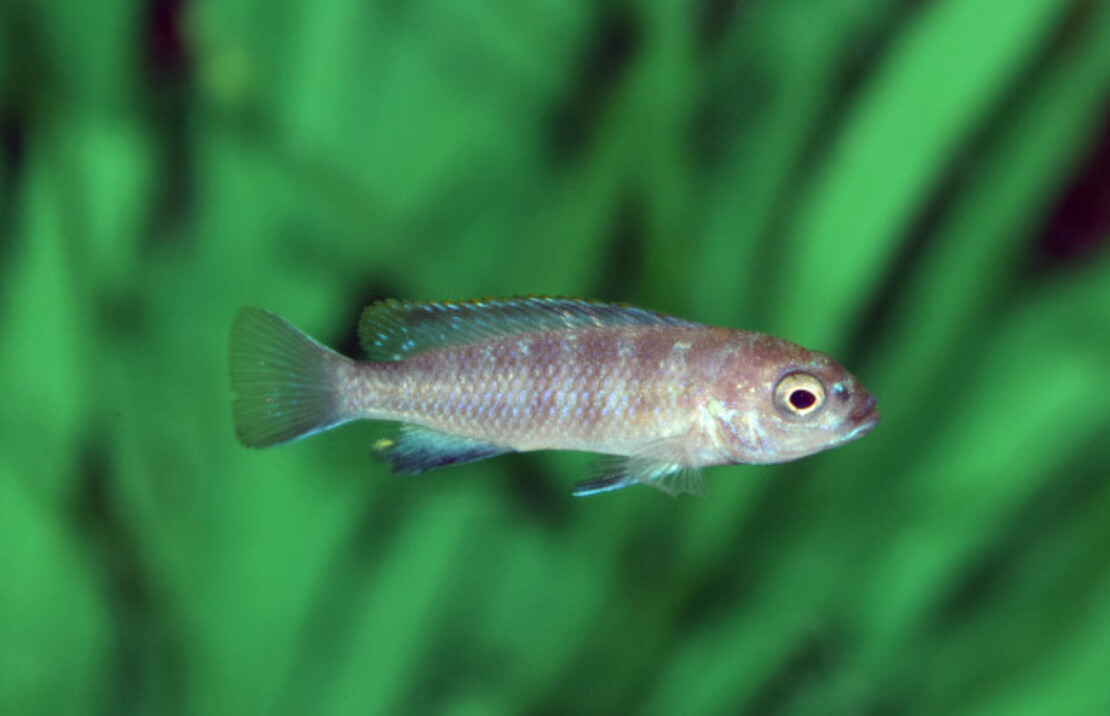 CichlidÉ Malawi Flavus