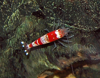 Crystal Red Shrimp