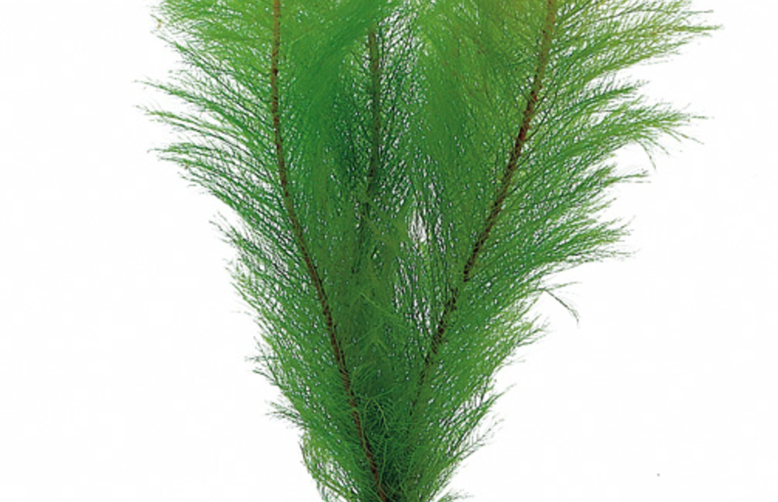 Myriophyllum Pinnatum (scabratum) - Ta