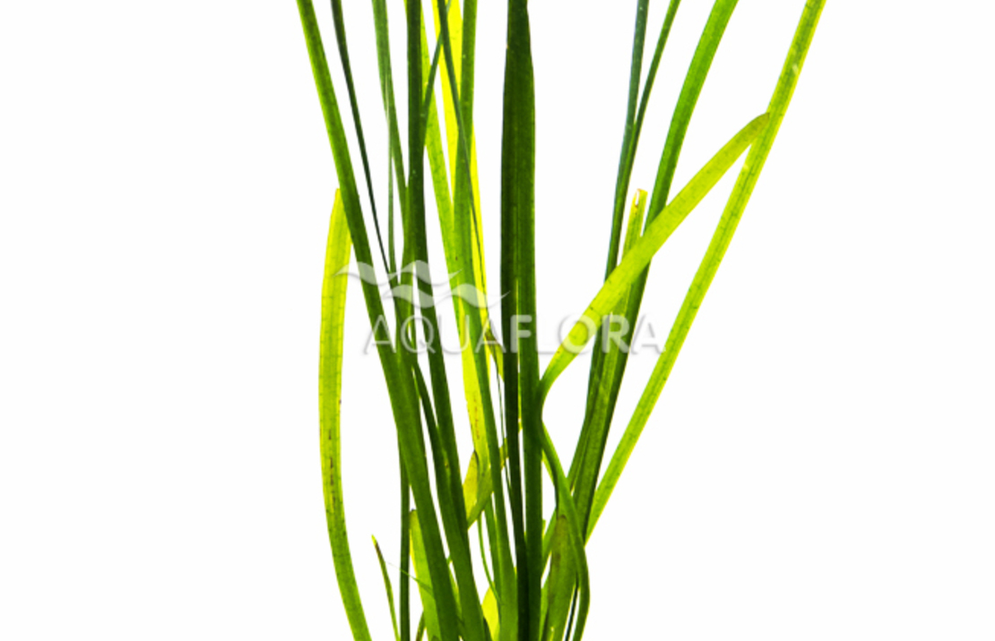 Vallisneria Spiralis 'leopard' - Ps