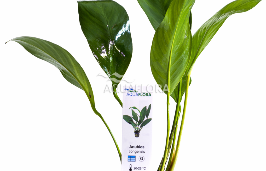 Anubias Congensis - Pe