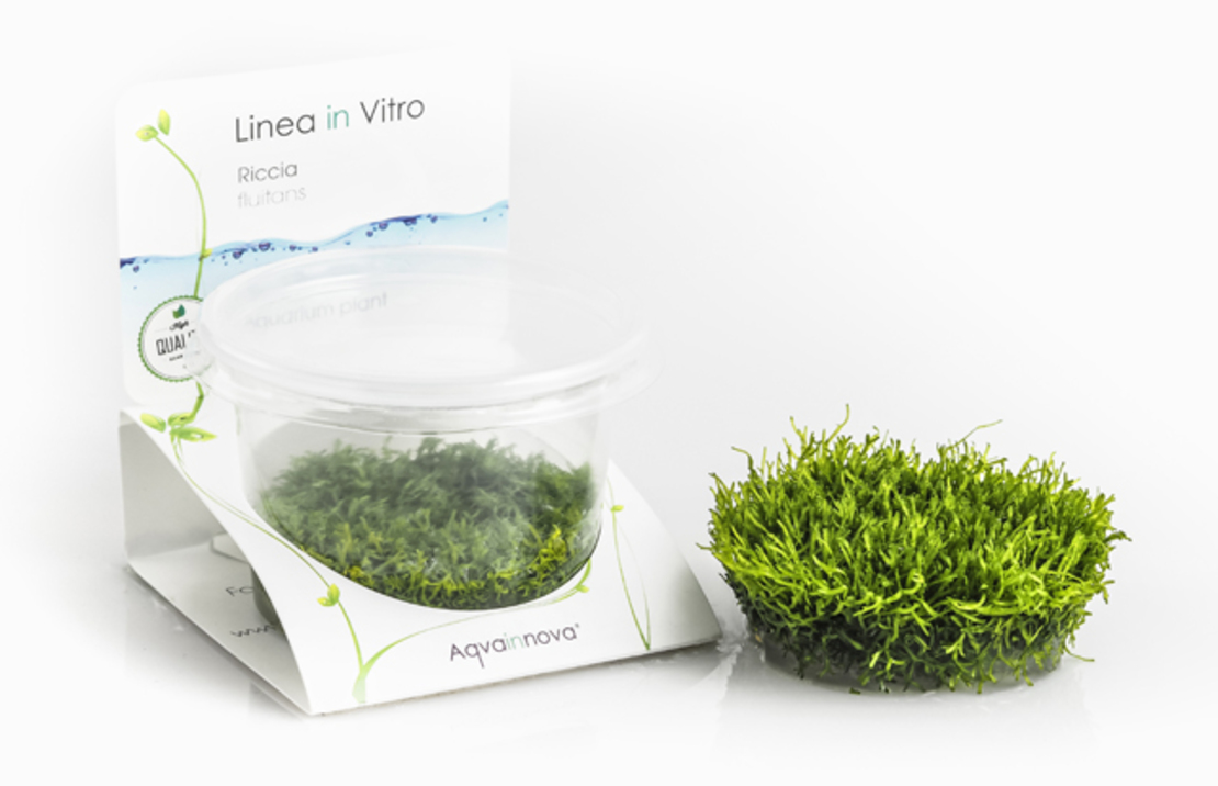 Riccia Fluitans - In Vitro Cup