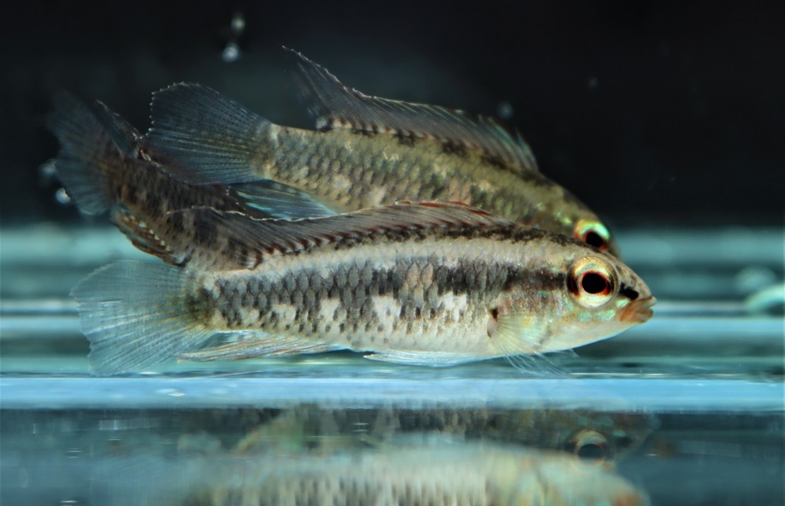 CichlidÉ Nain Iniridae