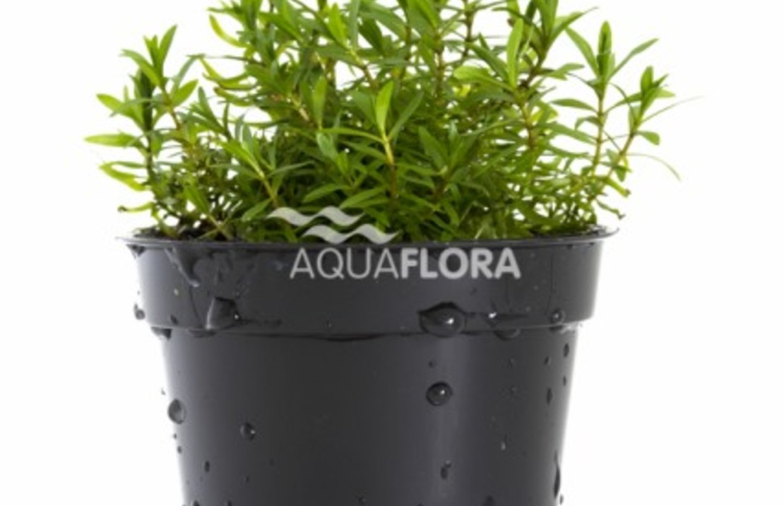 Didiplis Diandra - Pe