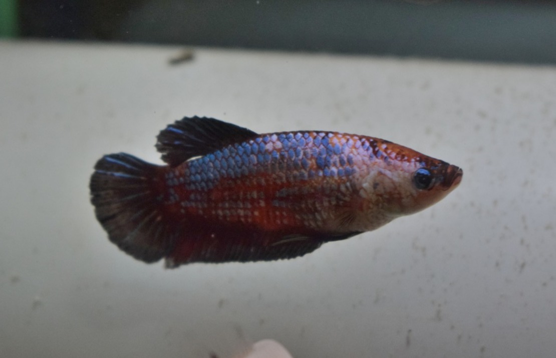 Combattant King (femelle)