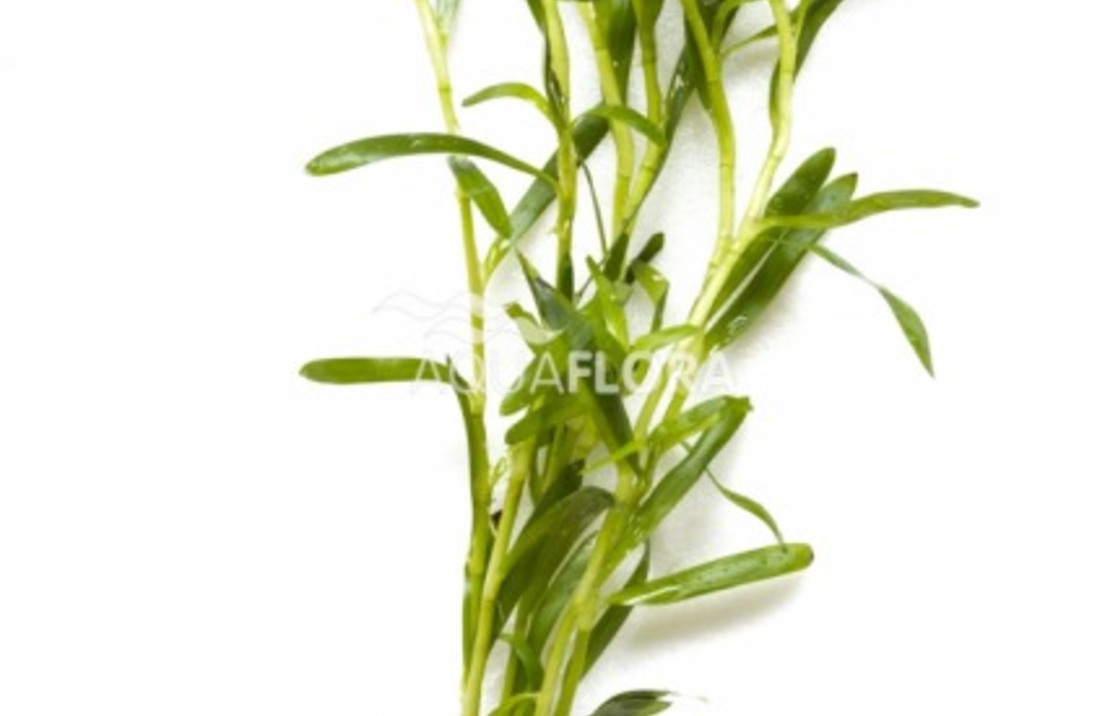 Heteranthera Zosterifolia - Ba