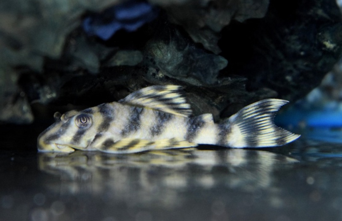 L288 Una Tiger Pleco