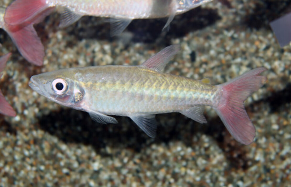 Chalceus Macrolepidotus