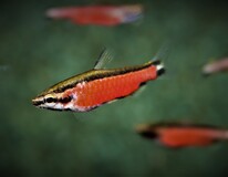 Poisson-crayon Cenepa