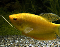 Gourami DorÉ